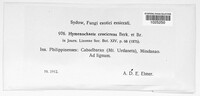 Erythromyces crocicreas image